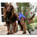 Glenndarcy Female Dog Diapers - Waterproof XS Fabric - Daisy Design for Small Dogs - Buy Online on GoSupps.com