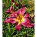Sugar Plum Jam - Daylily - Buy Online on GoSupps.com