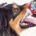 beaphar - Dog-A-Dent Gel Toothpaste - 100 G tooth gel - Buy Online on GoSupps.com