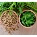 Royal Spice Coriander Seeds 60g - 100% Pure No Additives | Versatile for Baking Sausages & Spice Blends - Buy Online on GoSupps.com