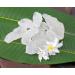 Buy Alum Stone Block - Natural White Alum Crystal Rock (7oz/200g) for Shaving & Skincare | Phitkari Crystal Stone - Buy Online on GoSupps.com