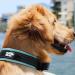 Black Rhino Comfort Collar - Super Soft Neoprene Adjustable Dog Collar for All Breeds | Reflective & Weatherproof | Large Aqua/Gray - Buy Online on GoSupps.com