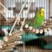 Relaxdays Bird Toy Ladder Set of 2 | Natural Wood Bird Cage Accessories for Budgies & Canaries - Buy Online on GoSupps.com