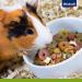 Vita Power Roller Crispy Rings for Rodents - Calcium Arm & Lucerne Snack (7x500g) | No Sugar & Grain | International Shipping - Buy Online on GoSupps.com