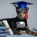Proud of Mom Graduation Bandana 2 Pack for Dogs and Cats - Large Proud of Pup Bandana - Buy Online on GoSupps.com