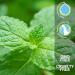 CLEARHEAD - Essential Oil Roll-On - 10 ml 100% Pure Therapeutic Grade Aromatherapy Oil for Self-Care ClearHEAD 1 Fl Oz (Pack of 1) - Buy Online on GoSupps.com