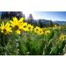 OLLOIS Vegan Arnica Montana 200CK Organic Homeopathic Medicine - 80 Pellets x5 - Buy Online on GoSupps.com