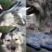 Pet Grooming Glove & Deshedding Brush for Cat & Dog - Gentle Hair Remover Mitt - 260 Silicone Tips - Right Hand Fit - Buy Online on GoSupps.com