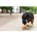 Buy Irish Premium Beef Chewing Bones for Dogs | Cereal-Free & Sensitive | Large Postman's Leg - Buy Online on GoSupps.com