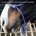 Premium Knothalter for Floor Work - COB Knot-Halter for Free Work & Training | Royal Blue-White - Buy Online on GoSupps.com