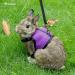 Niteangel Adjustable Soft Harness with Elastic Leash for Small Rabbits - Grey (Pack of 1) - Perfect Fit & Comfort - Buy Online on GoSupps.com
