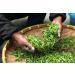 Dethlefsen Balk teemando 1 kg black tea mixture coconutblueberries coconut flavored - Buy Online on GoSupps.com