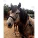 Buy JF-Reitsport Bitless Cob Bridle Set | Nylon with Reins | Red International Shipping Available - Buy Online on GoSupps.com