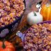 Nerds Spooky Gummy Clusters - 8oz Halloween Candy | Resealable Pouch | Buy Nerds Gummies Online - Buy Online on GoSupps.com