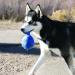 KONG Occasions Dog Toy Balloon - Large Blue | Durable Chew Toy for Dogs | International Shipping Available - Buy Online on GoSupps.com