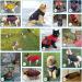 Shop Savlot XXL Red Dog Jacket - Warm Winter Vest & Sleeveless Cotton Padded Pet Skiing Costume - Buy Online on GoSupps.com