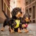 Buy Curli Clasp Air-Mesh Red XL Vest Harness - Perfect for Dogs | International Shipping - Buy Online on GoSupps.com
