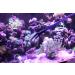 AquaticHI 27 inch Aquarium Tongs - 100% Reef Safe | Multi Purpose Fresh and Saltwater Fish Tank Tool for Clip Plants, Spot Feed Fish and Coral | Keep Hands Dry - Buy Online on GoSupps.com