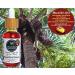 Nativilis Amazonian Buriti Oil (Mauritia flexuosa) Moriche Aguaje Richest source Beta-Carotene Vitamin A 20X More than Carrots emollient rebuild moisturize re-hydrate skin cells - Copaiba - Buy Online on GoSupps.com