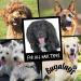 BUGALUGS Dog Shampoo Luxury 2 in 1 Papaya & Coconut dog grooming shampoo products for smelly dogs with fragrance best puppy shampoo professional groom Vegan pet shampoo & conditioner Shampoo 1x500ml - Buy Online on GoSupps.com