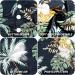 Hawaiian Style Dog Shirts Coconut Tree Printed Dog Clothes Dog T-Shirt for Beach Pet Cool Clothes for Medium and Large Soft Comfortable Dog Short Sleeve Summer Apparel Outfit for Dogs Cats (L) - Buy Online on GoSupps.com