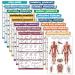 17 Pack-exercise poster set: dumbbell suspension spherical dumbbell muscles medicine ball fighting rope resistance tapes stretching body weight barbell yoga and more (laminated 45.7 x 61 cm) laminated 18 "X 24"