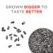 Jumbo Sunflower Seeds Original 16oz - Pack of 6 | Premium Quality Snack - Buy Online on GoSupps.com