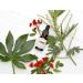 Organic & Botanic Amazonian Berry Eye Serum 15ml | Premium Vegan Skincare for All Skin Types | Made in the UK - Buy Online on GoSupps.com