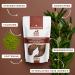 Orientana Bio Henna Hair Color - Hazelnut | 100% Vegan Organic Powder for Long Hair | Permanent Brown Plant Color - 100g (1 Pack) - Buy Online on GoSupps.com