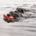 KONG - Dog Training Dummy - Floats for Water Fetch Play and Training - For Large Dogs 1 Count (Pack of 1) - Buy Online on GoSupps.com