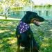 Realeaf Easter Dog Bandanas 2 Pack - Large Triangle Reversible Pet Scarf for Boy and Girl - Premium Durable Fabric - Multiple Sizes - Easter Dog Bandana for Large Dogs - Buy Online on GoSupps.com