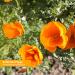 Herb Pharm California Poppy Extract 1 fl oz | Natural Relaxation & Sleep Support - Buy Online on GoSupps.com