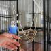 Relaxdays Bird Toy Ladder Set of 2 | Natural Wood Bird Cage Accessories for Budgies & Canaries - Buy Online on GoSupps.com