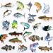 50Pcs Funny Fishing Rod Decals Grouper Bass Trout Sailfish Stickers Fishing Decals for Trucks Window Boat Fishes