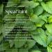 Nikura Spearmint Essential Oil 30ml - 100% Pure Natural Oil for Aromatherapy, Diffusers, and Self Care | Vegan & UK Made - Buy Online on GoSupps.com
