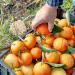 Charles Antona Jams Cosican Clementine Marmalade 8.8 Ounce - Buy Online on GoSupps.com