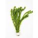 Elodea Densa Aquarium Plants Oxygenating Plant 5-500 Strands (25)