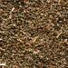 6 Oz. Bag of SPICED Whole Celery Seed - Perfect for Cooking, Seasoning, Brining, Pickling - Buy Online on GoSupps.com