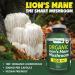 150 vcaps ORGANIC LION'S MANE Mushroom 500mg Support Brain and Heart Health Made in Canada - Buy Online on GoSupps.com