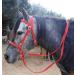Buy JF-Reitsport Bitless Cob Bridle Set | Nylon with Reins | Red International Shipping Available - Buy Online on GoSupps.com