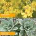 Herb Pharm Organic Mullein Blend Extract - 1oz | Respiratory Support - Buy Online on GoSupps.com