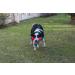 Chuckit Tri-Bumper Medium Black M - Buy Online on GoSupps.com