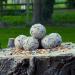 Suet Shop Supreme Suet Fat Balls 80g x 30 - High Energy & Protein for Wild Birds - Buy Online on GoSupps.com