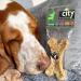 Carnello Hundeleckerli City Bones Rome - Grain-Free Dog Treats & Chewing Roots for Puppies - 3 x 30g Eco-Friendly Bag - Buy Online on GoSupps.com