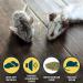 Our Pets Play-N-Squeak Cat Toy Mouse with Catnip - Interactive Mouse Toy for Indoor Cats with Real Mouse Sound - Kitty and Kitten Enrichment Toy - Pack of 2 - Buy Online on GoSupps.com