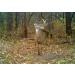 HODAG Licking Stick System - Year-Round Deer Interaction (Complete System) - Blendin Tan - Buy Online on GoSupps.com