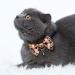 Blueberry Pet Handmade Bow Tie Cat Collar with Safety Breakaway Feature - Navy Blue - 9-13 Neck - Buy Online on GoSupps.com