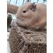 Totally Degu Corn Treats - Buy Online on GoSupps.com
