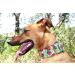 candyPet Martingale Dog Collar - Ladybugs | Adjustable 30-50cm | Premium Quality Dog Accessories - Buy Online on GoSupps.com