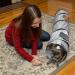 PetLike Collapsible Cat Tunnel with Peek Hole - Grey | Indoor Cat Play Toy with Ball - Buy Online on GoSupps.com